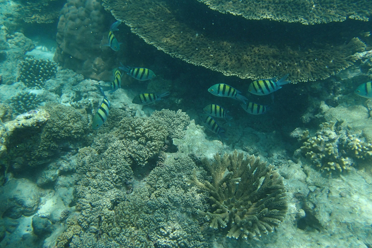 Salalah: Mirbat Snorkeling or Scuba Diving Adventure Mirbat Snorkeling Adventure – Meeting Point