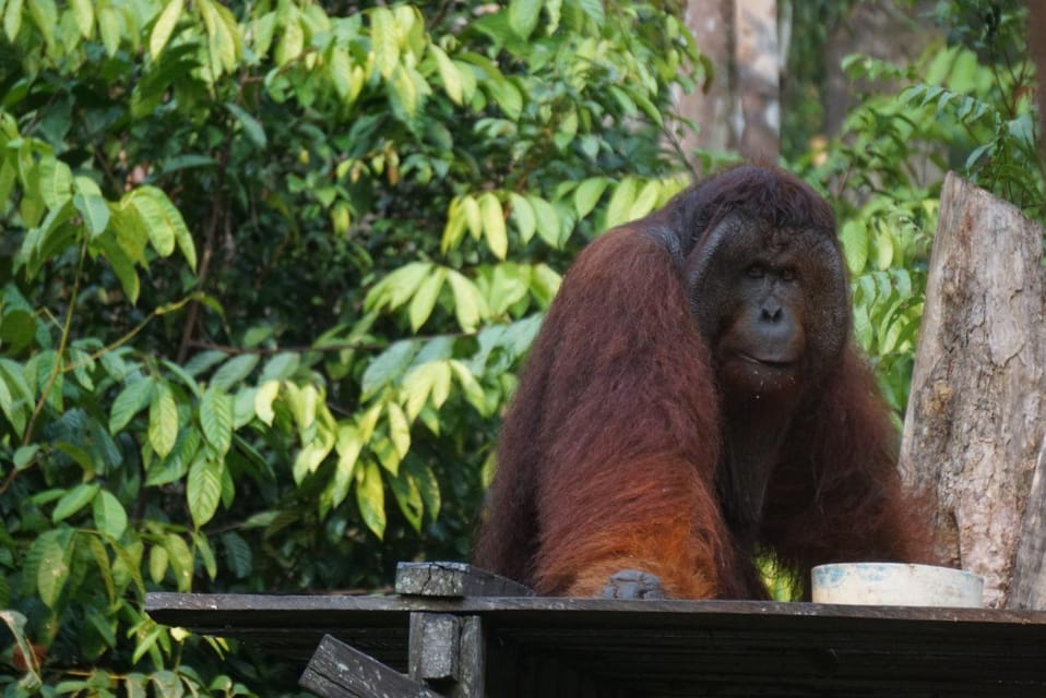 Orangutan Expedition From Bukit Lawang Connect With Nature Getyourguide