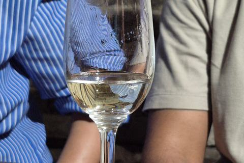 Novi Sad and Sremski Karlovci Wine Tour From Belgrade