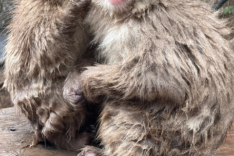 Depuis Tokyo : Excursion d&#039;une journée au parc des singes des neiges de Nagano et au temple Zenkoji