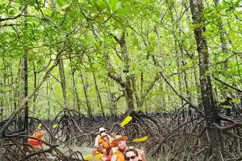 ZANZIBAR : Kayak tour in mangrove forest with lunch