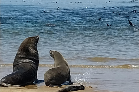 Walvis Bay: Katamaran-Kreuzfahrt und Sandwich Harbour Tour