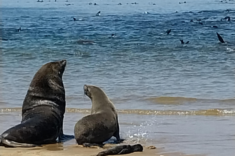 Walvis Bay : Croisière en catamaran et visite du port de Sandwich