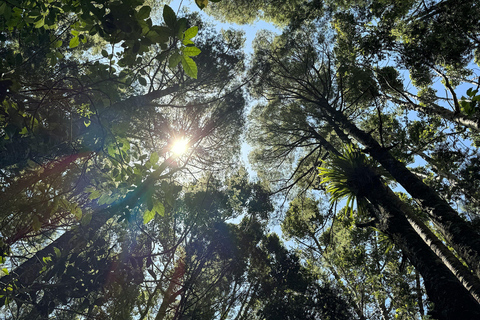Auckland: Matakana Village, Omaha Beach, & Honey Tour