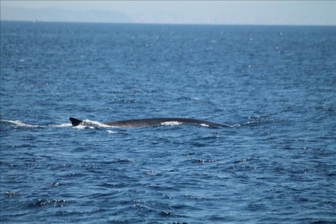 From Seville : Cetacean Adventure with Beach Day in Tarifa