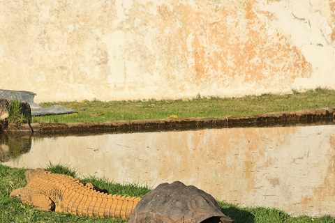 Cape Town: Ostrich Ranch Safari with Hotel Transfer