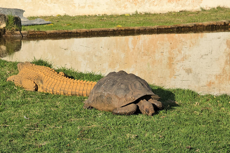Cape Town: Ostrich Ranch Safari with Hotel Transfer