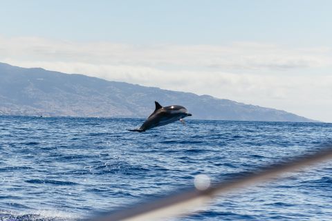 Funchal: rejs katamaranem z obserwacją delfinów i wielorybów