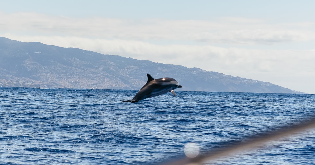 funchal delfin tour