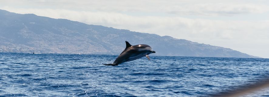 Funchal: Rejs katamaranem z obserwacją delfinów i wielorybów