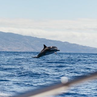 Funchal: catamarancruise dolfijnen en walvissen spotten