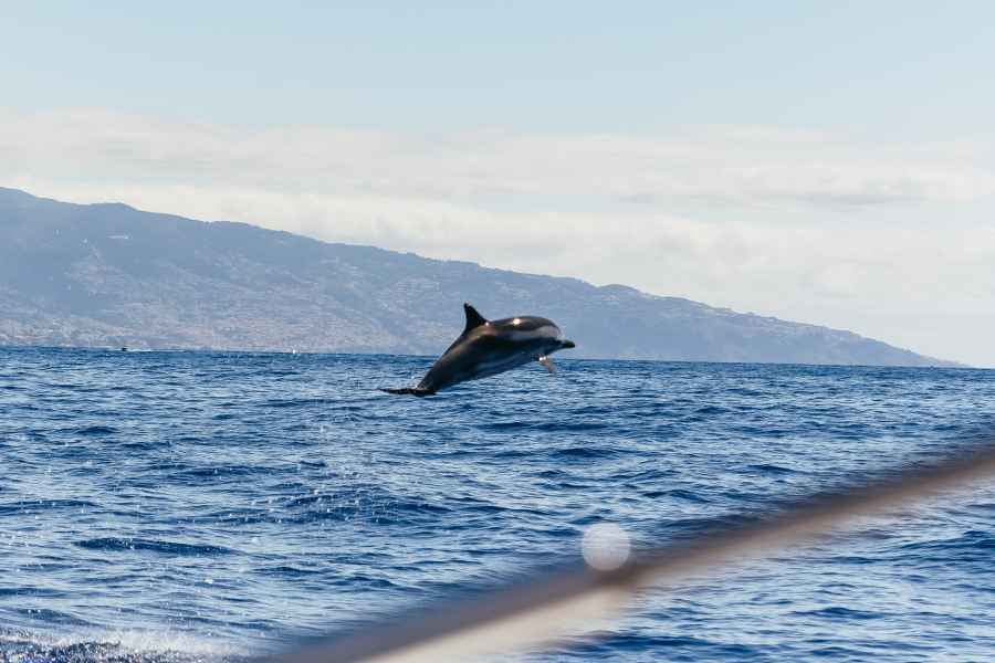Funchal: Delfin- und Walbeobachtungstour mit dem Katamaran