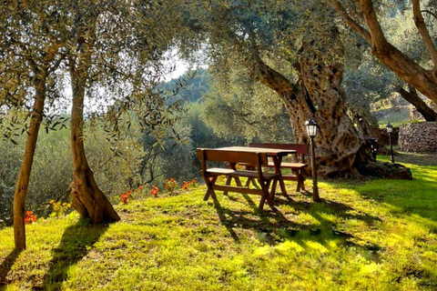 Old Town Bar, Old Olive Tree and the region of olive groves The region of olive groves: Old Town Bar and Oil tasting