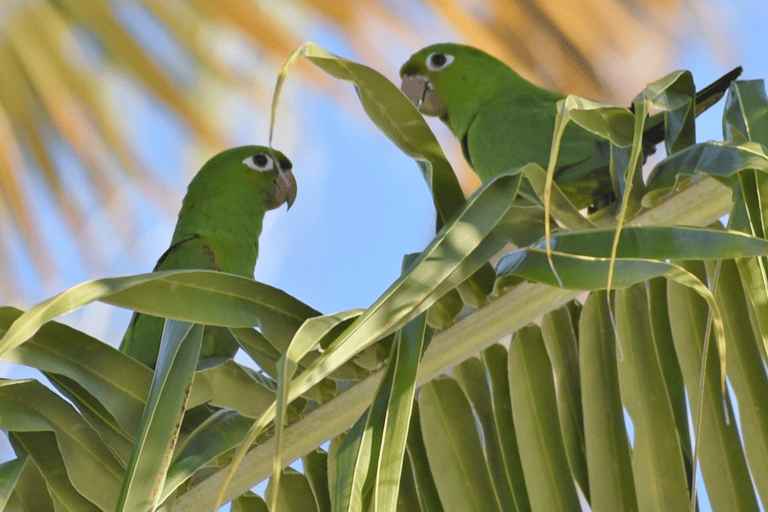 Private Birding Tour Punta Cana to Los Haitises Park