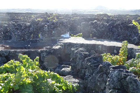 Pico vinresor