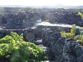 Rutas del Vino de Pico