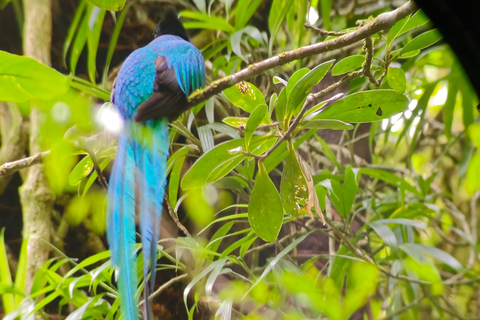 Monteverde: Cloud Forest Guided Walk