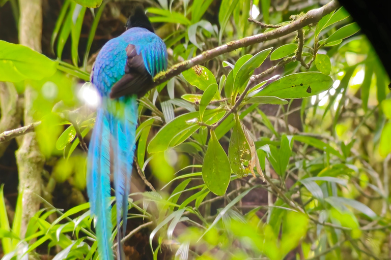 Monteverde: Cloud Forest Guided Walk
