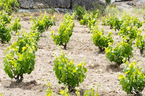 Madrid: Las Moradas de San Martín Winery Tour and Tasting