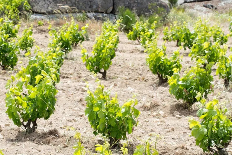 Madrid: Las Moradas de San Martín Winery Tour and Tasting