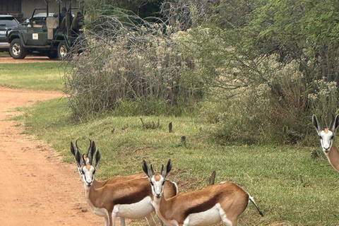 Johannesburg and Pretoria half day big 5 safari tour