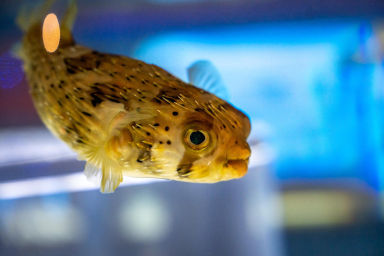 Niagara: Aquarium of Niagara General Admission