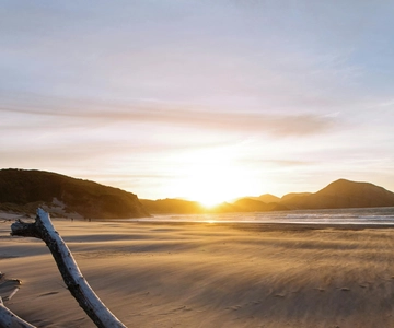 Auckland : Piha Beach & Arataki Center - VISITE PRIVEE 6hrs