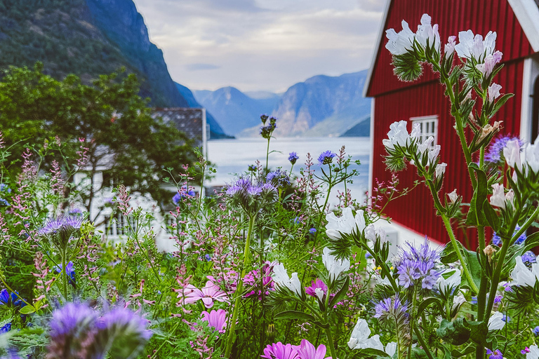 弗洛姆：峡湾农场音乐会