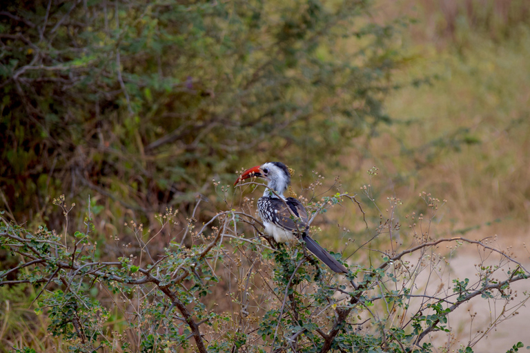 Arusha: Tarangire National Park Day Safari Joining Safari (1-2 People)
