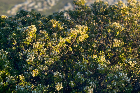 Excursión a Lion&#039;s Head: Ciudad del Cabo - Excursión al amanecer o al atardecerTour privado - Amanecer o Atardecer con servicio de recogida y regreso