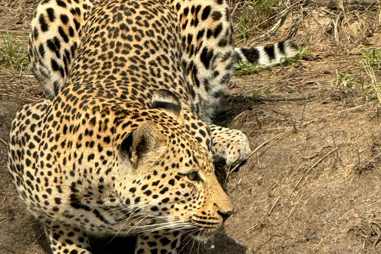 Vanuit Johannesburg: 6-daagse luxe Kruger Park safari