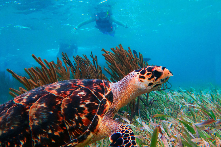 Cancún: Excursión de snorkel por los arrecifes de Puerto Morelos y comida junto al mar