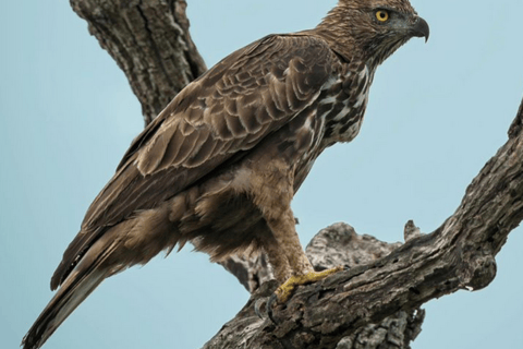 Från Ella: Yala Safari &amp; avlämning vid: ArugambayYala nationalpark: Morgon- eller eftermiddagssafari