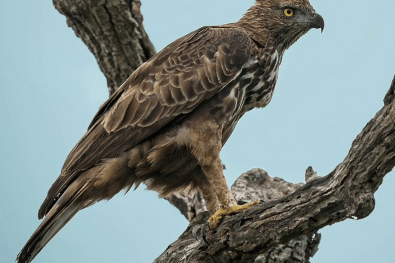 Från Ella: Yala Safari &amp; avlämning vid: ArugambayYala nationalpark: Morgon- eller eftermiddagssafari