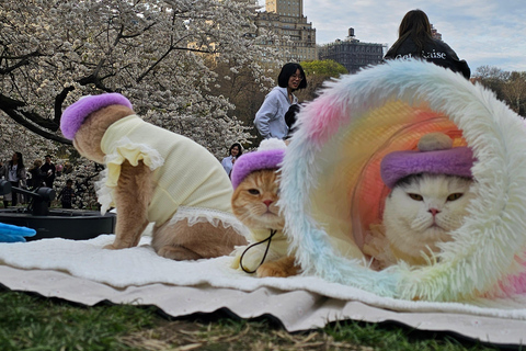 Guided Pedicab Tour in Central Park