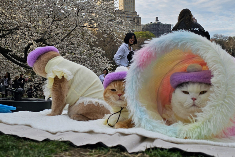 Guided Pedicab Tour in Central Park