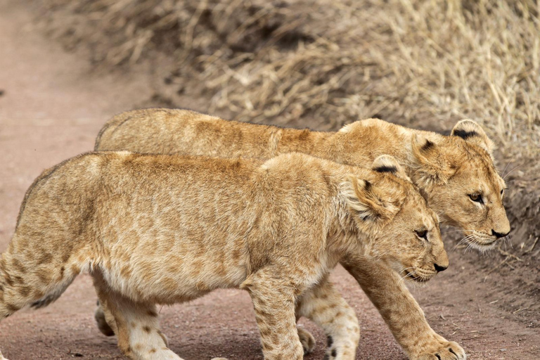 Da Arusha: tour di 2 giorni al Lago Manyara e al cratere di Ngorongoro