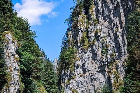 Brașov: Dracula's Castle, Bear Sanctuary, & Cave Tour