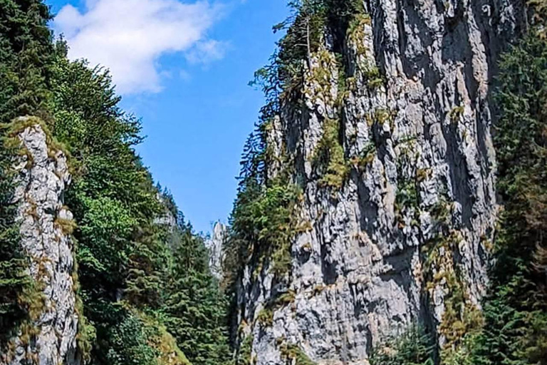 Brașov: Dracula's Castle, Bear Sanctuary, & Cave Tour