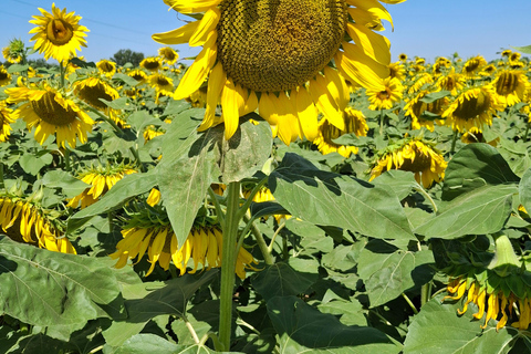 9-Day Best of Tuscany Tour with Guide and Driver