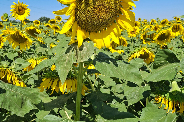 9-Day Best of Tuscany Tour with Guide and Driver