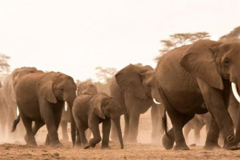 From Nairobi: 8-Day Mara, Nakuru, Naivasha & Amboseli Safari