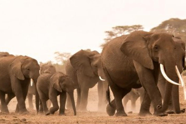 From Nairobi: 8-Day Mara, Nakuru, Naivasha & Amboseli Safari