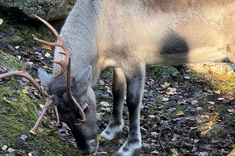 Rovaniemi: trip to the Ranua Zoo (transportation, tickets)