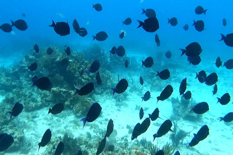 St Thomas: Jeep Tour & Sailing Snorkel Cruise Combo St Thomas: Jeep Tour & Sailing Snorkel Cruise Combo