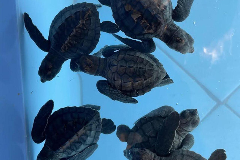 Bali: wizyta w centrum ochrony żółwi i wycieczka po wyspieBali: Turtle Conservation Visit &amp; Island Land Tour