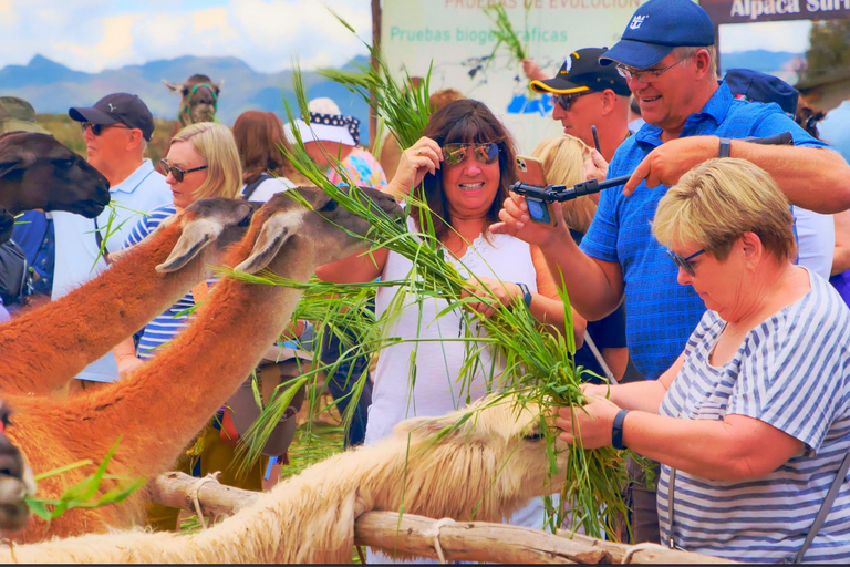 Magical rituals and the challenge of the Llamas