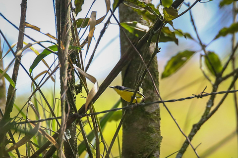 Vogels kijken in Medellin met een vogelkenner (privé)