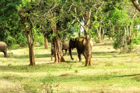 From Hambantota Port : Yala National Park Safari