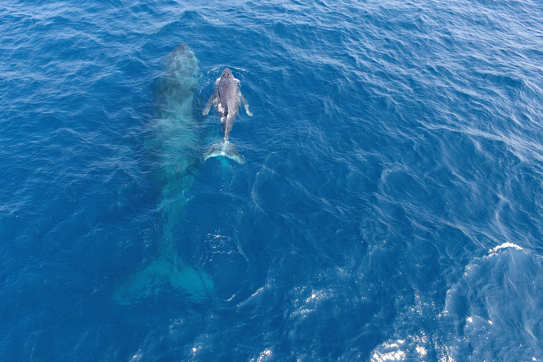 冲绳那霸：庆良间群岛半日观鲸之旅半日观鲸之旅（含酒店接送服务）